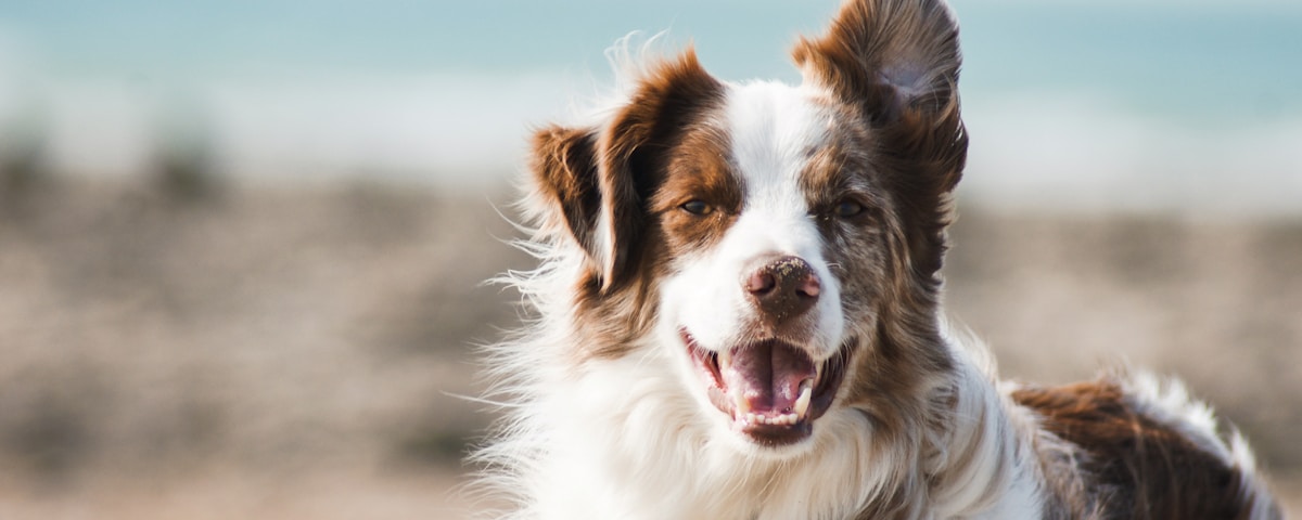 Pet-Friendly Rentals in Glasgow: How to Find One